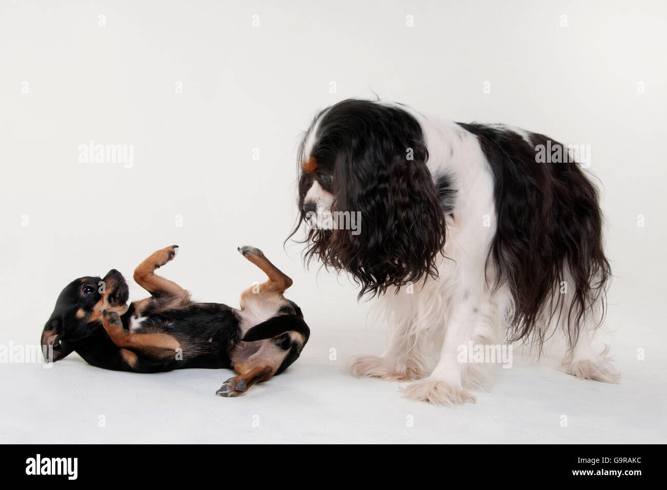 Cavalier King Charles Spaniel Bitch Tricolour And Chihuahua
