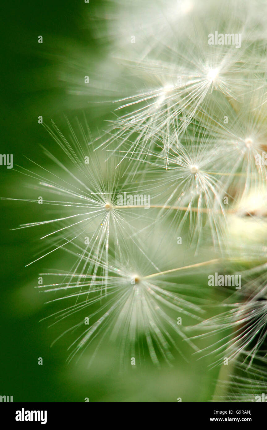 Dandelion, seedhead / (Taraxacum officinale) Stock Photo