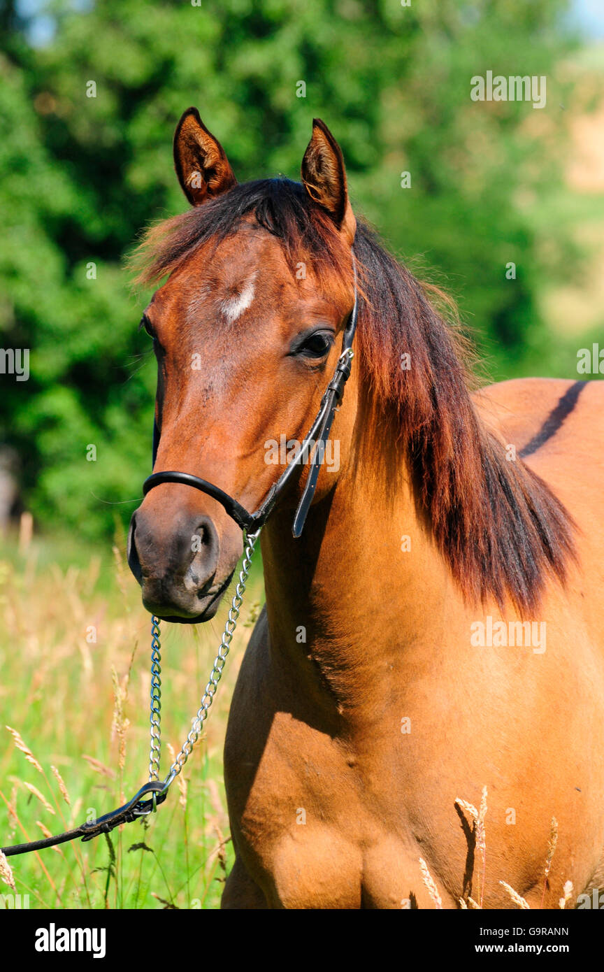 Quarter Horse, Yearling Stock Photo Alamy