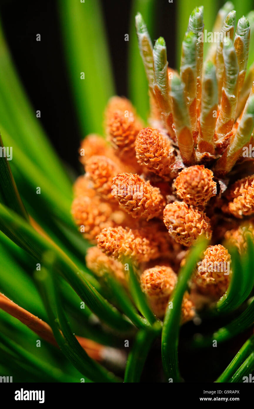 Dwarf Pine / Mountain Pine Stock Photo