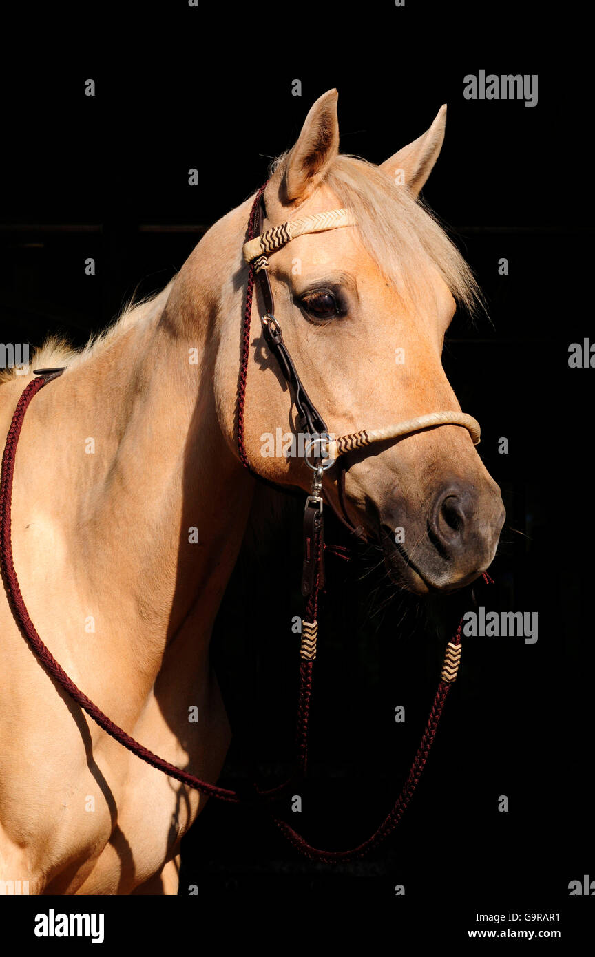 Quarter Horse, Mare, palomino, sidepull, sidepull Stock Photo Alamy