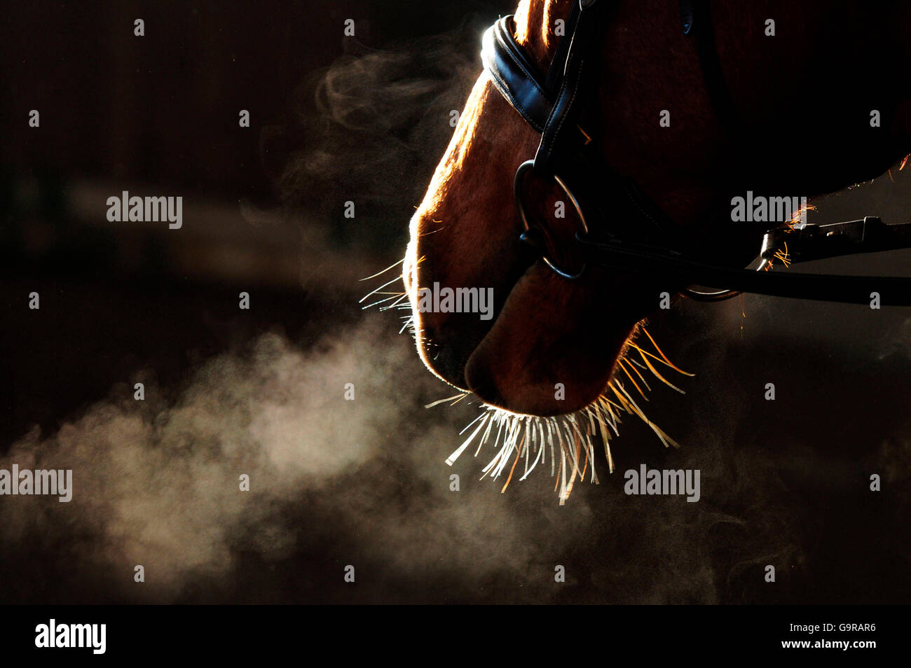 Equestrian Sports Detail / muzzle, bridle, cold, breath Stock Photo