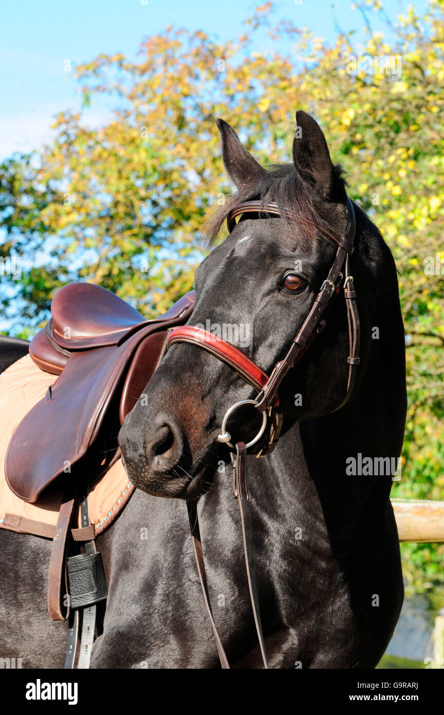 Thouroughbred Horse, mare / riding tack, riding gear, saddle, bridle, bit Stock Photo
