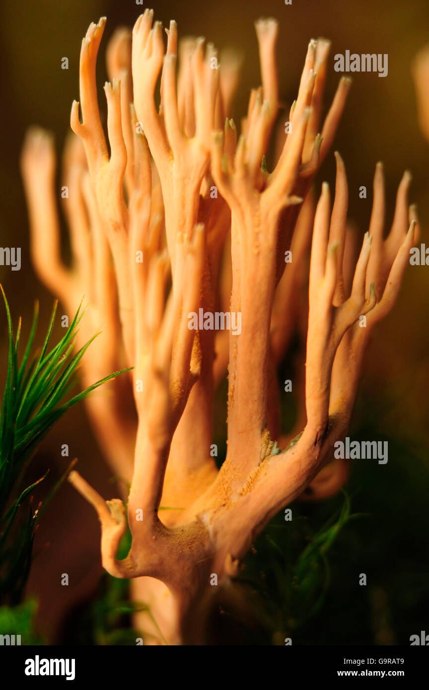 Strict-branch coral Stock Photo