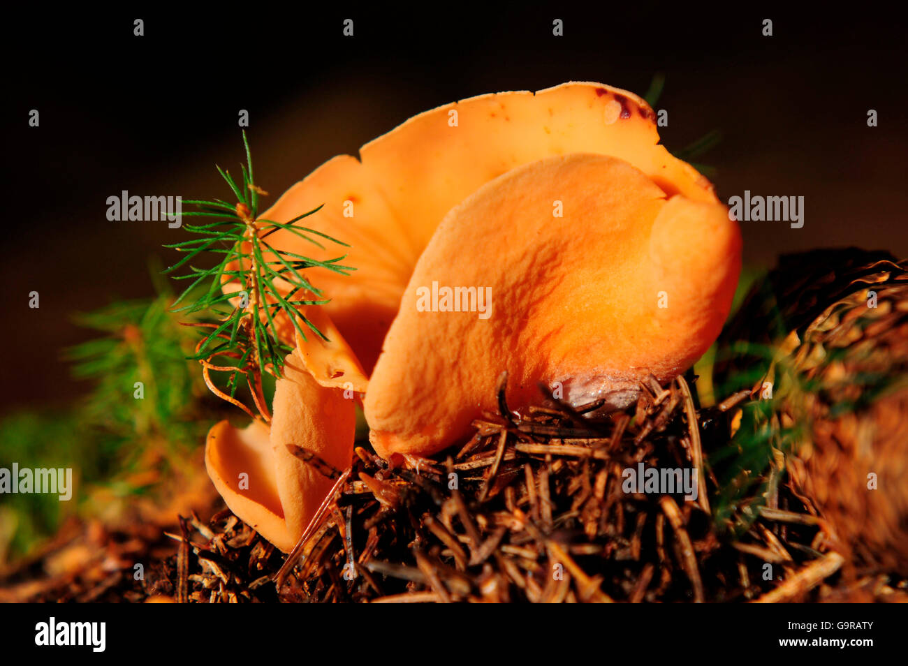 Orange Peel Fungus / Aleuria aurantia Stock Photo