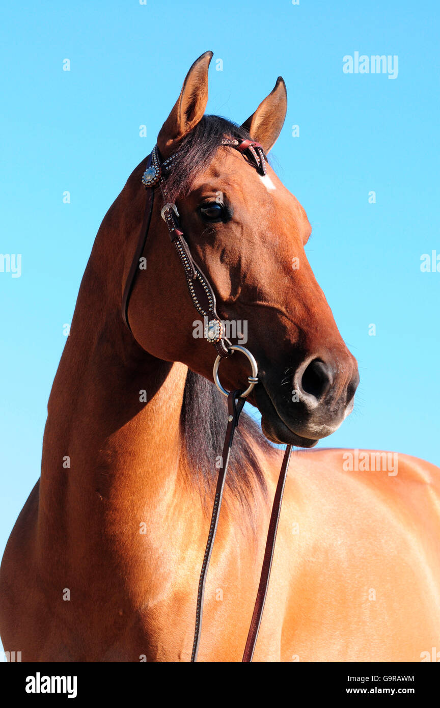 American Quarter Horse, gelding, dun Stock Photo