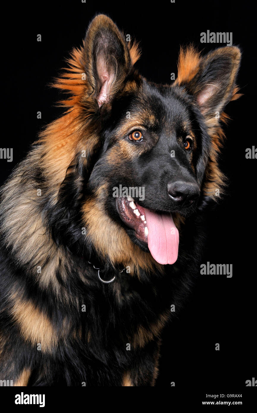 Old German Shepherd Dog, male, 9 month old / Alsatian Stock Photo