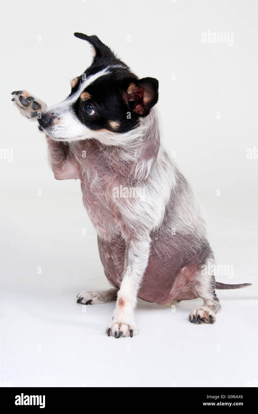 Jack Russell Terrier, bitch, adult, 13 years old, with Cushing Syndrome