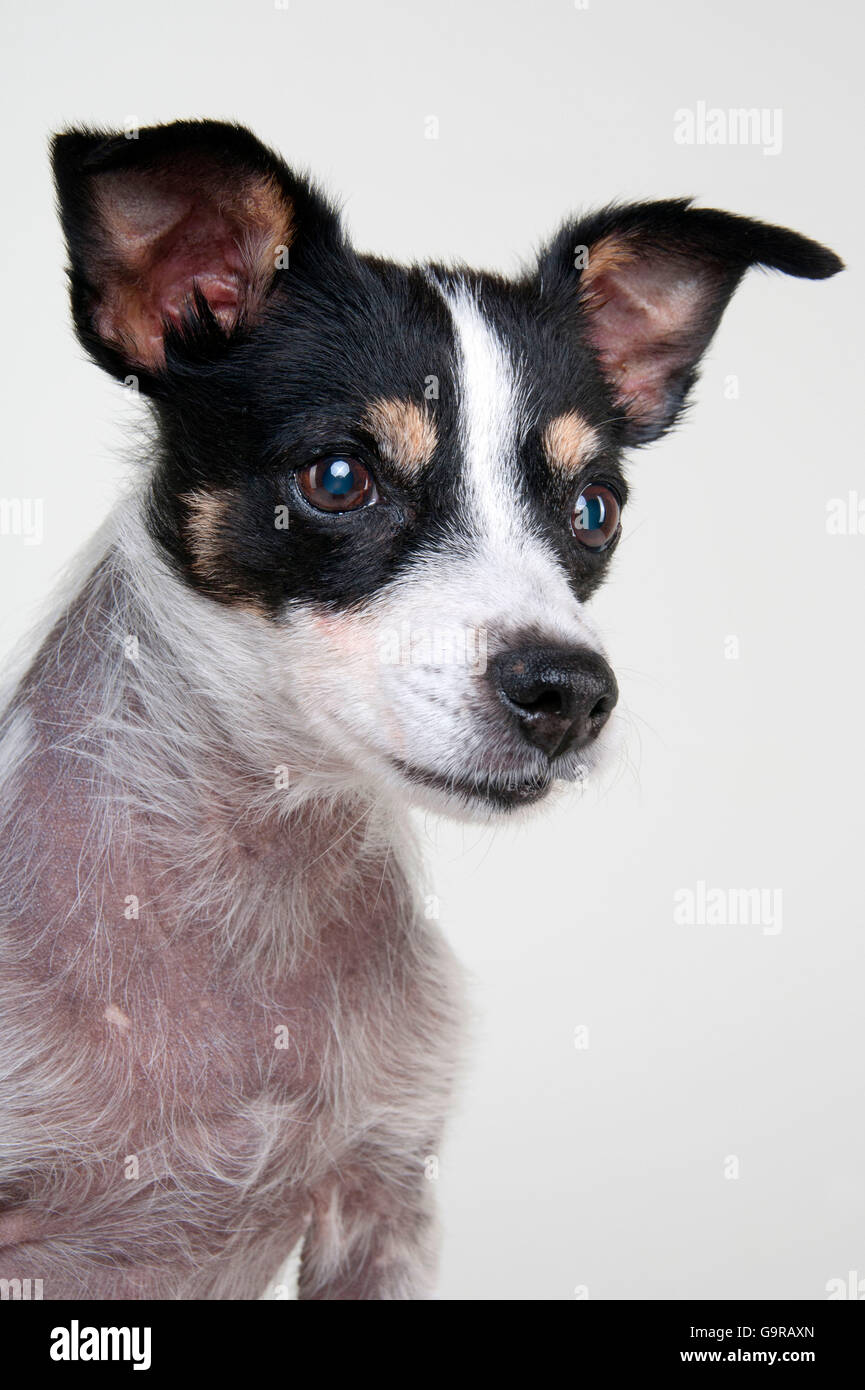 Jack Russell Terrier, bitch, adult, 13 years old, with Cushing Syndrome