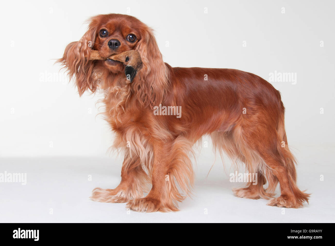 Cavalier King Charles Spaniel, bitch, ruby, adult / bone, leg of venison,  roe deer Stock Photo - Alamy