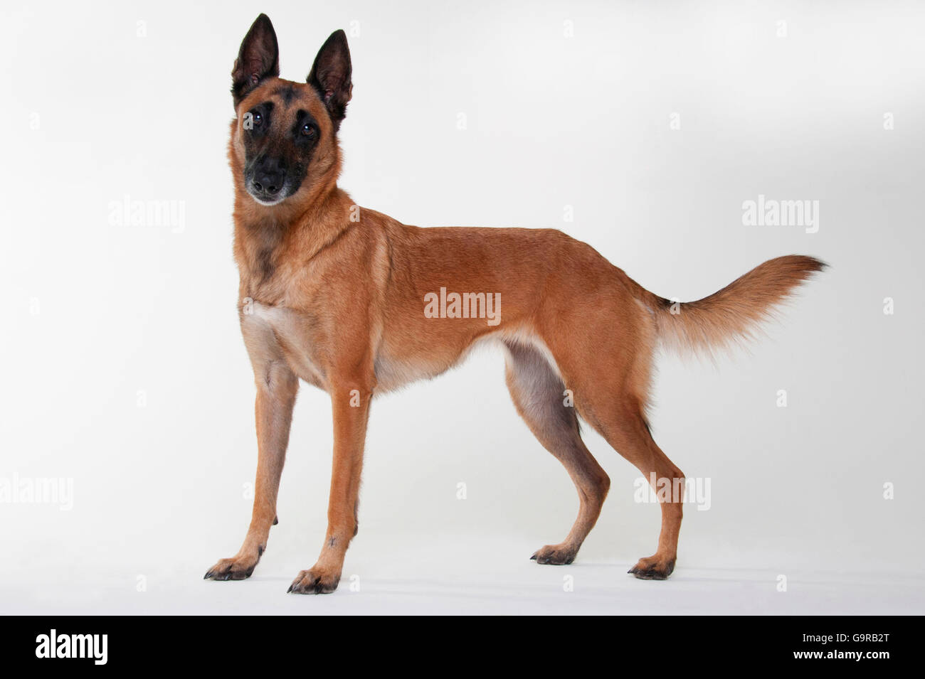 8 month old belgian malinois