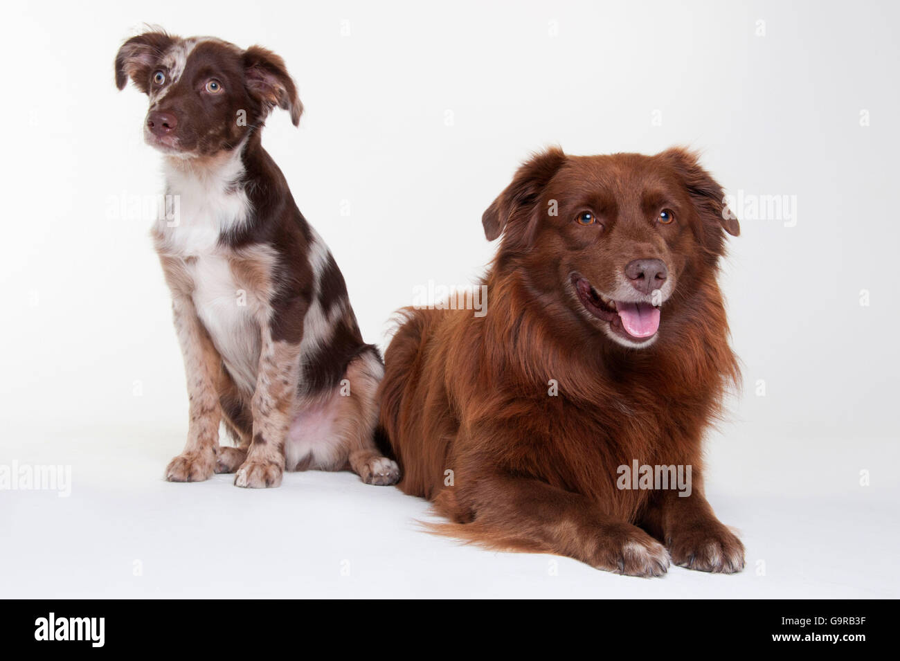 Australian Shepherd, male dogs, red-merle, puppy, 4 months (son) and solid red, adult (father) Stock Photo