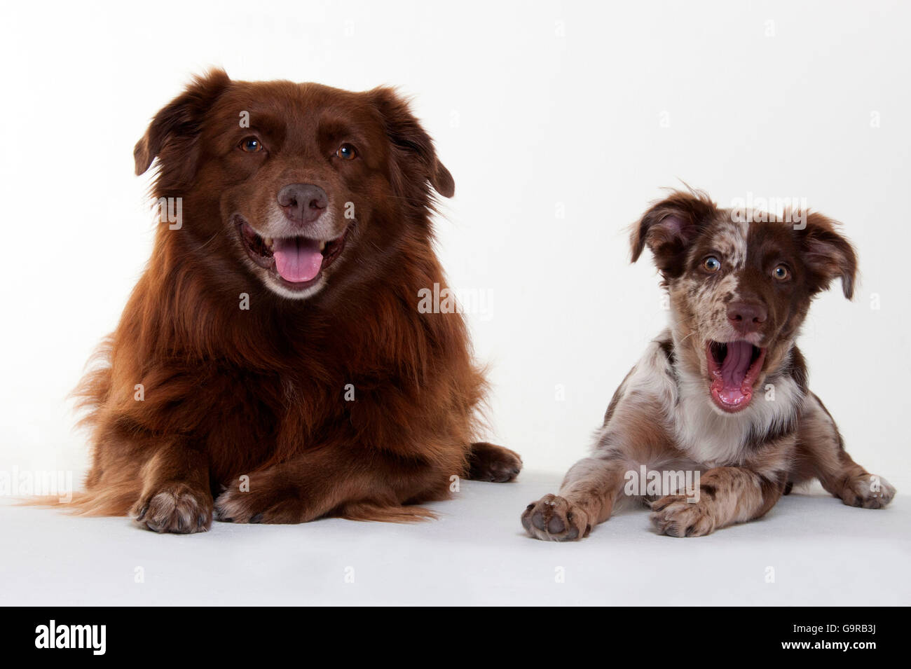 Australian Shepherd, male dogs, red-merle, puppy, 4 months (son) and solid red, adult (father) Stock Photo