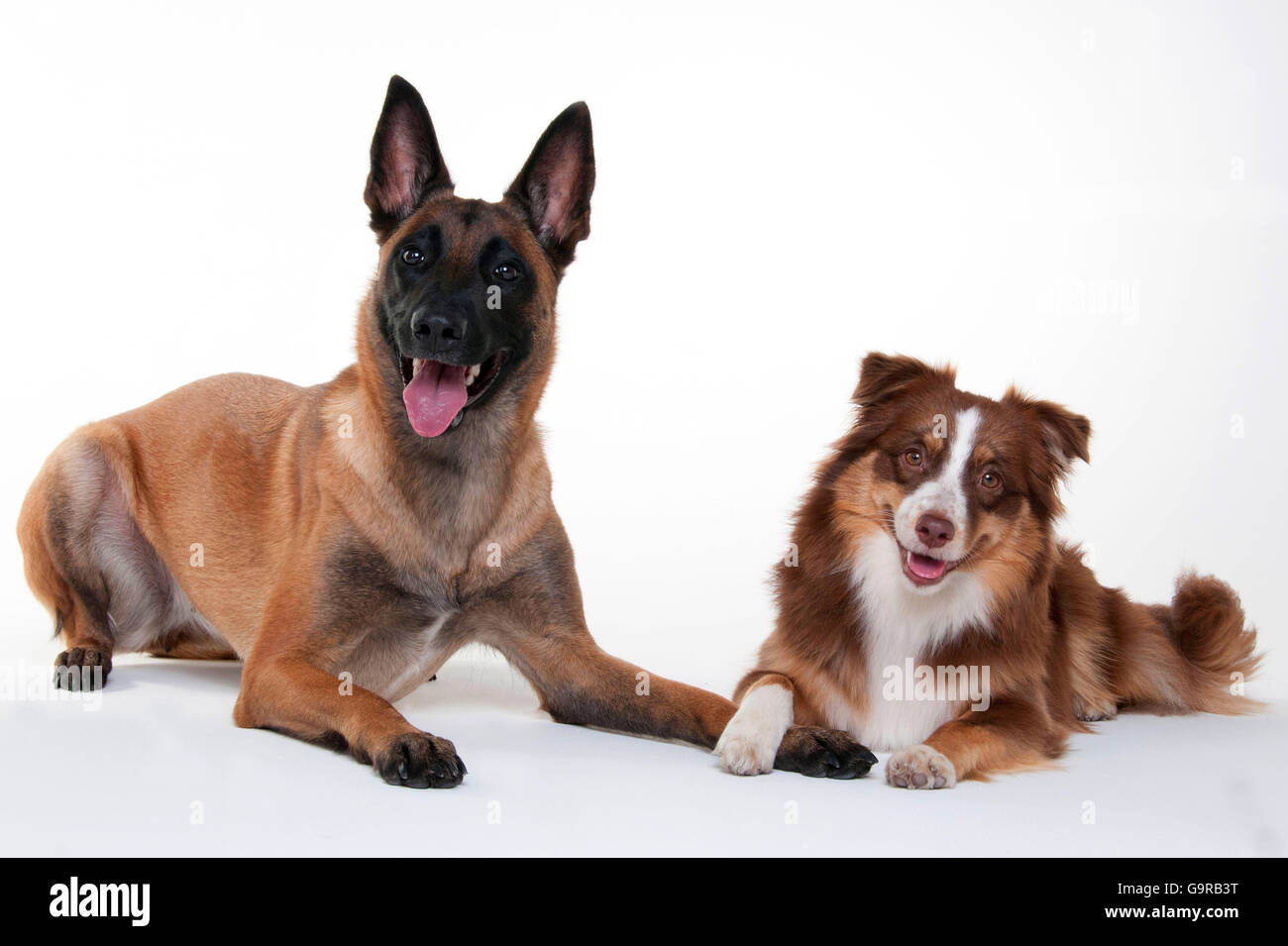 mini belgian shepherd