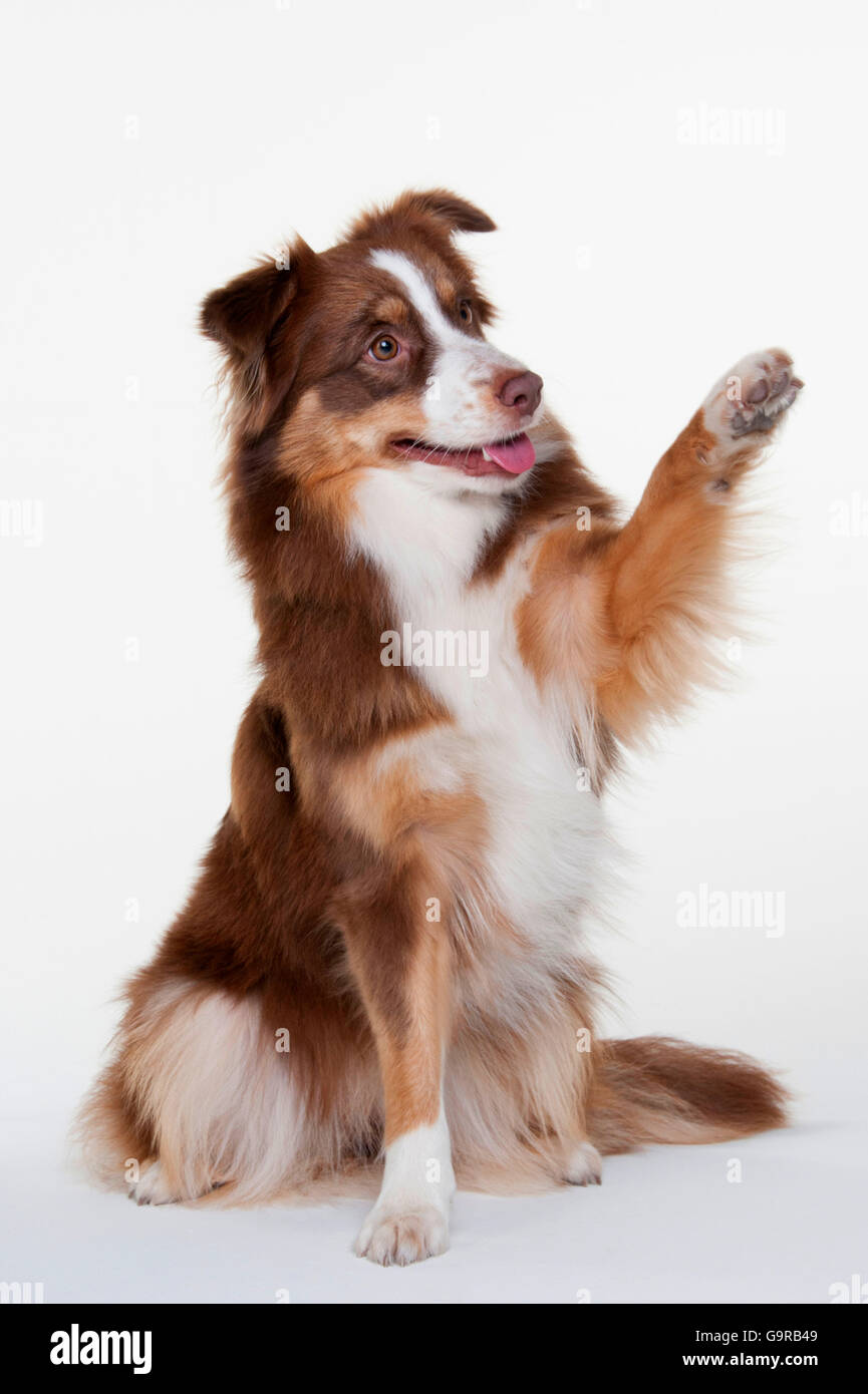 mini australian shepherd tri color