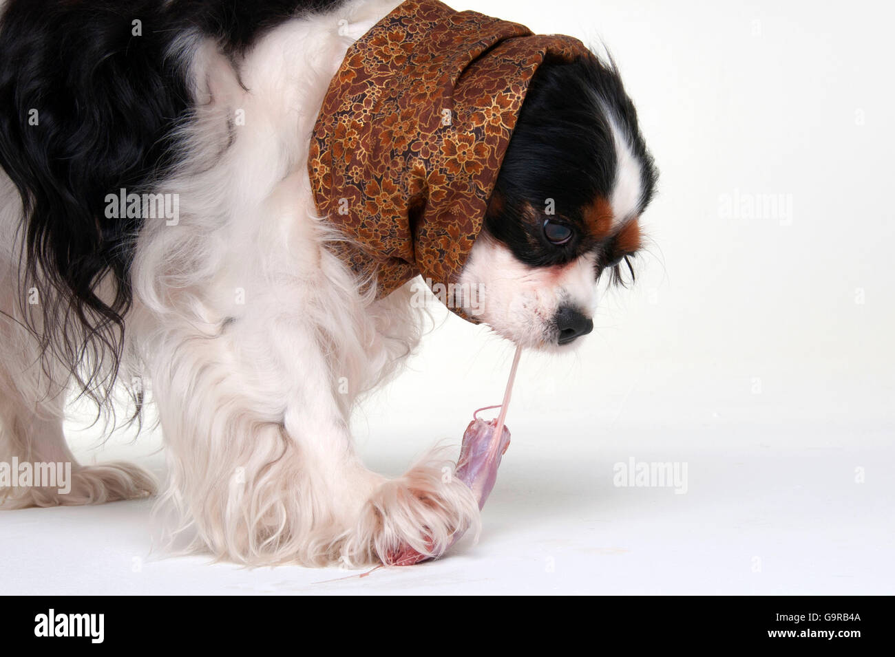 Snood cavalier king best sale charles