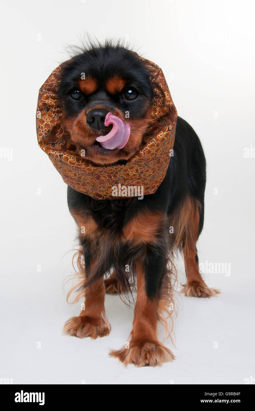 Cavalier King Charles Spaniel black and tan bitch snood dog s
