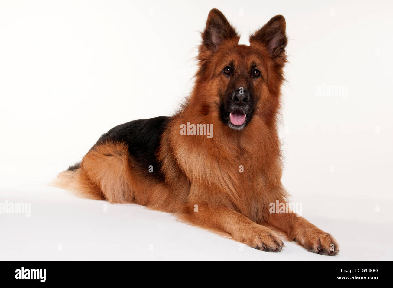 Old German Shepherd Dog male adult long coat Stock Photo Alamy