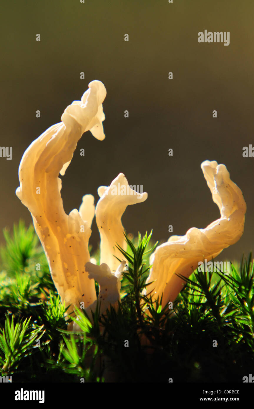 white coral fungus, (Clavulina coralloides) Stock Photo