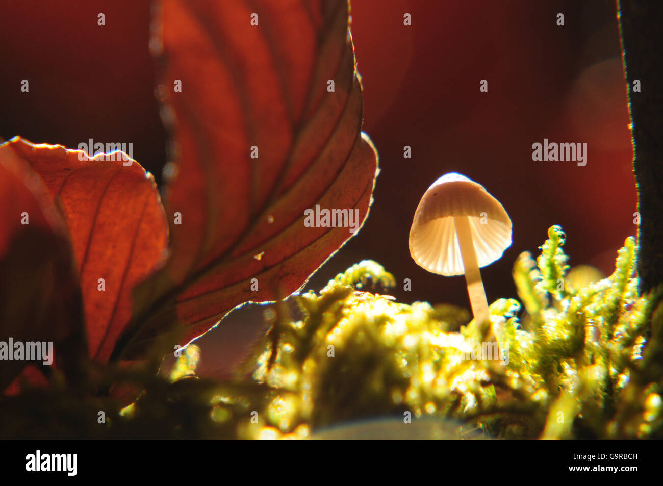 Mushroom in Beech leaves Stock Photo