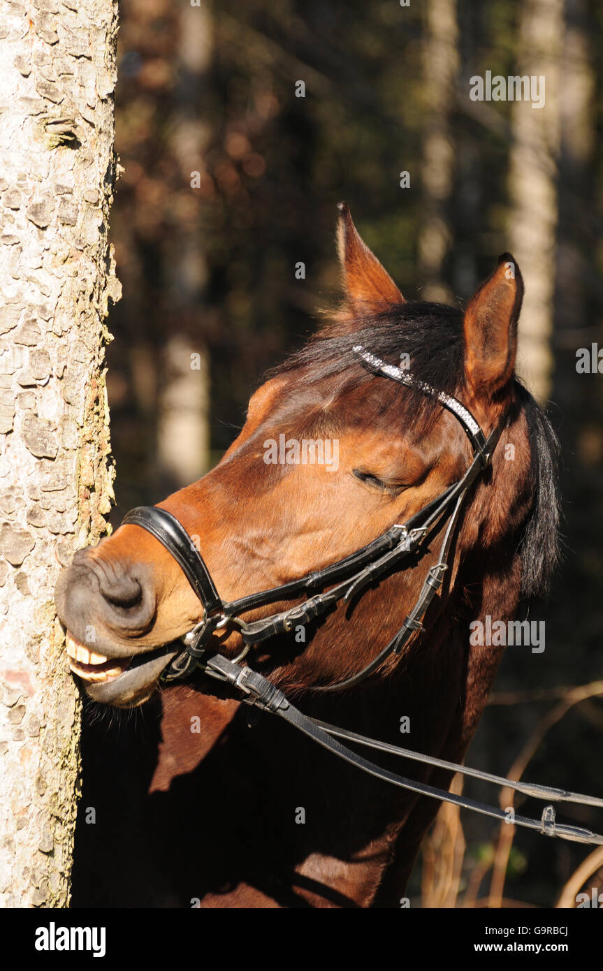 Oldenburg Horse, gelding / German Riding Horse Stock Photo Alamy
