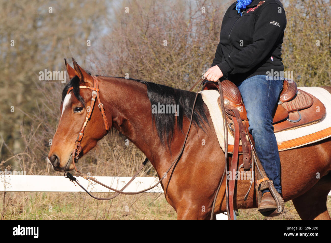 Western Riding, American Quarter Horse, mare, workout, western tack, snaffle with shanks, western saddle, stock saddle Stock Photo