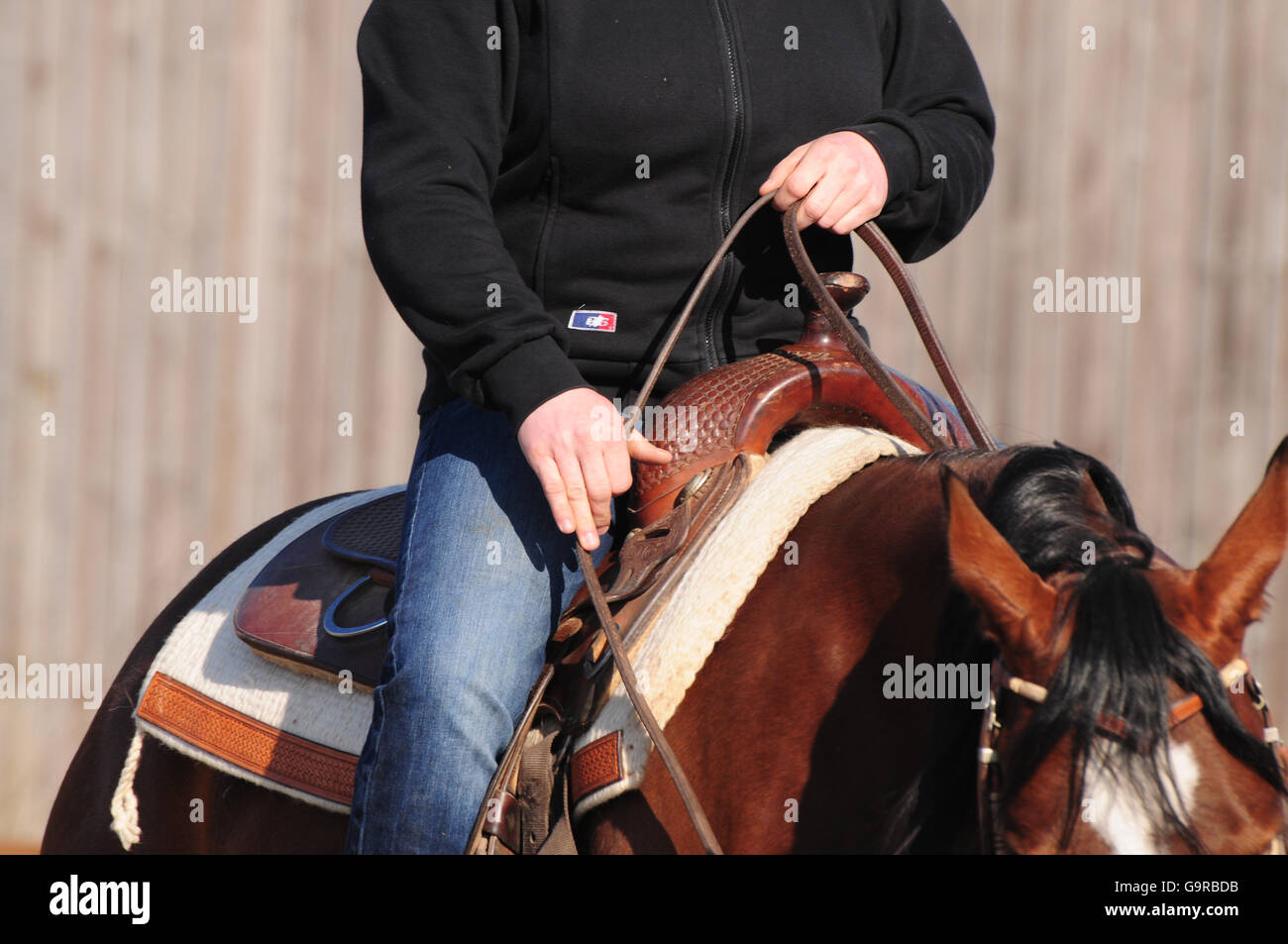 Western Riding, American Quarter Horse, mare, workout, western tack, reins, stock saddle Stock Photo