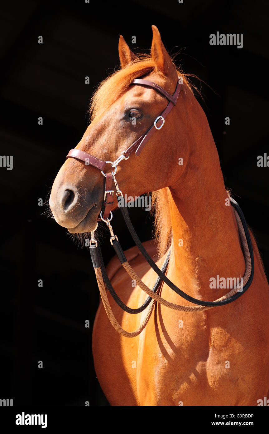 Gaited Horse, bitless bridle Stock Photo Alamy
