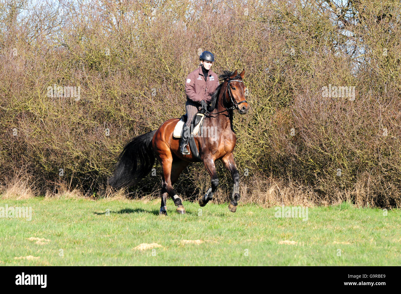 Oldenburg Horse, gelding, hacking, hack, riding out, helmet, German Riding Horse Stock Photo
