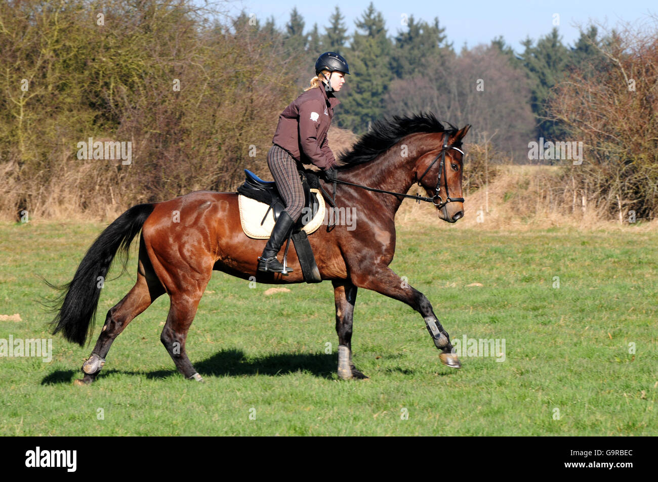 Oldenburg Horse, gelding, hacking, hack, riding out, helmet, German Riding Horse Stock Photo
