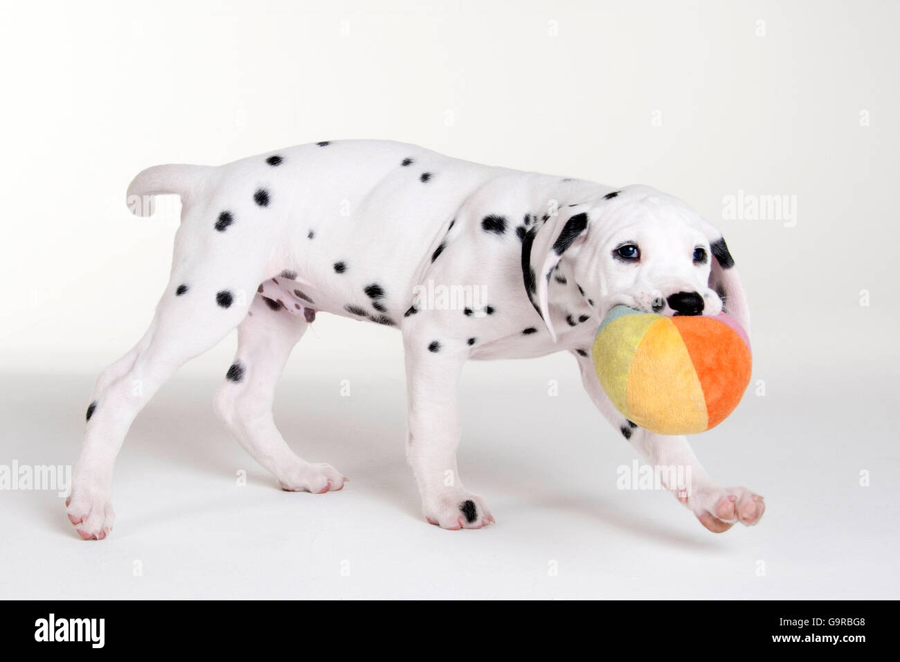 Dalmatian, male dog, puppy, 9 weeks Stock Photo