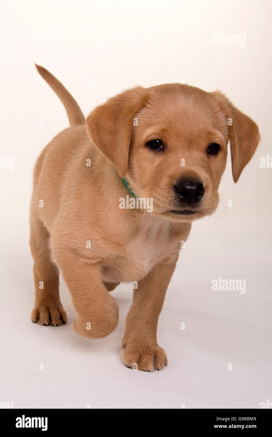 Labrador Retriever Yellow Pup 8 Weeks Fox Red Stock Photo Alamy