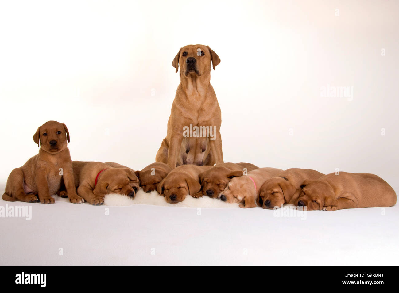 Labrador Retriever, yellow, pups, 8 weeks with mother / fox red Stock Photo
