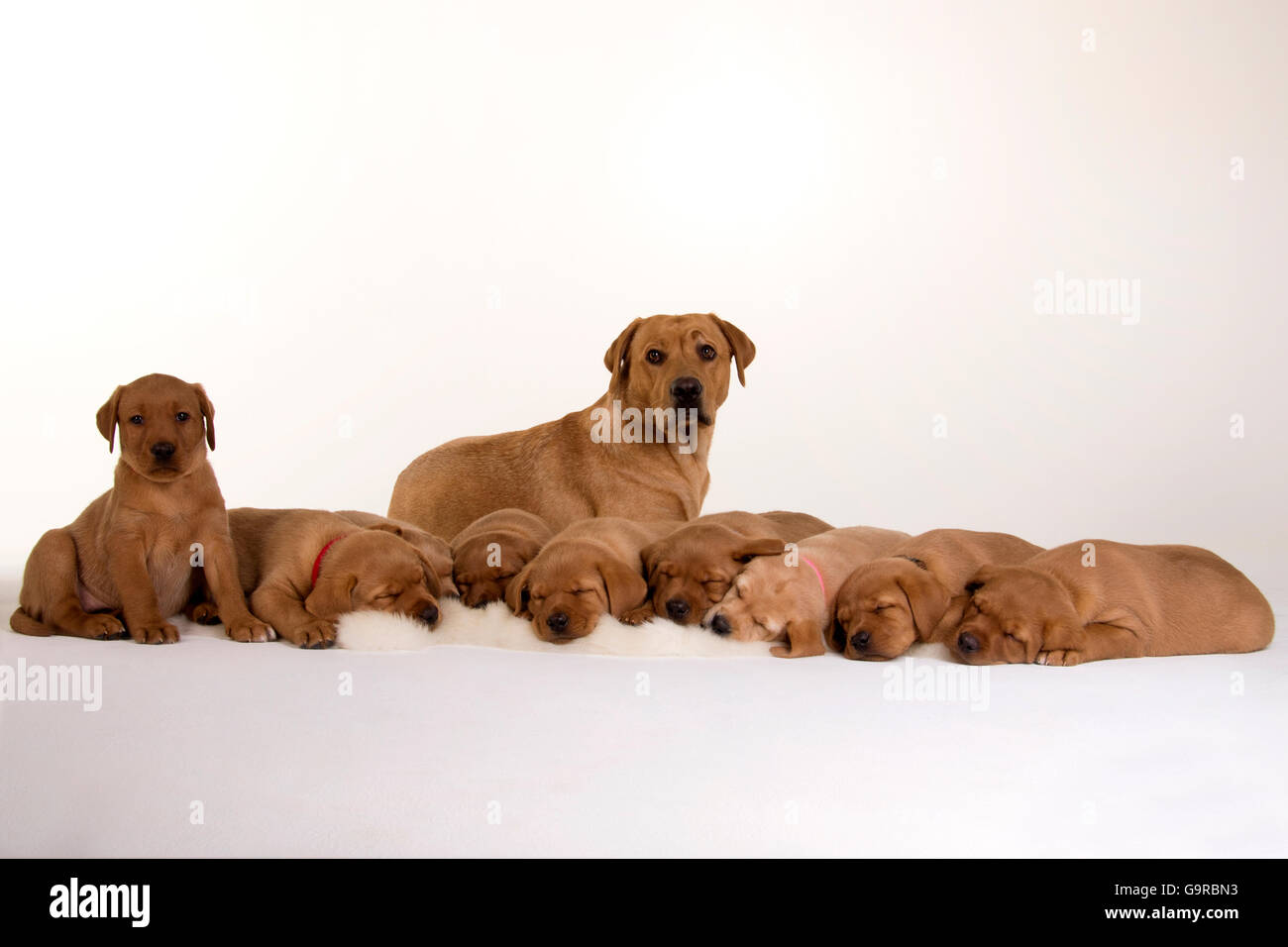 Labrador Retriever, yellow, pups, 8 weeks with mother / fox red Stock Photo