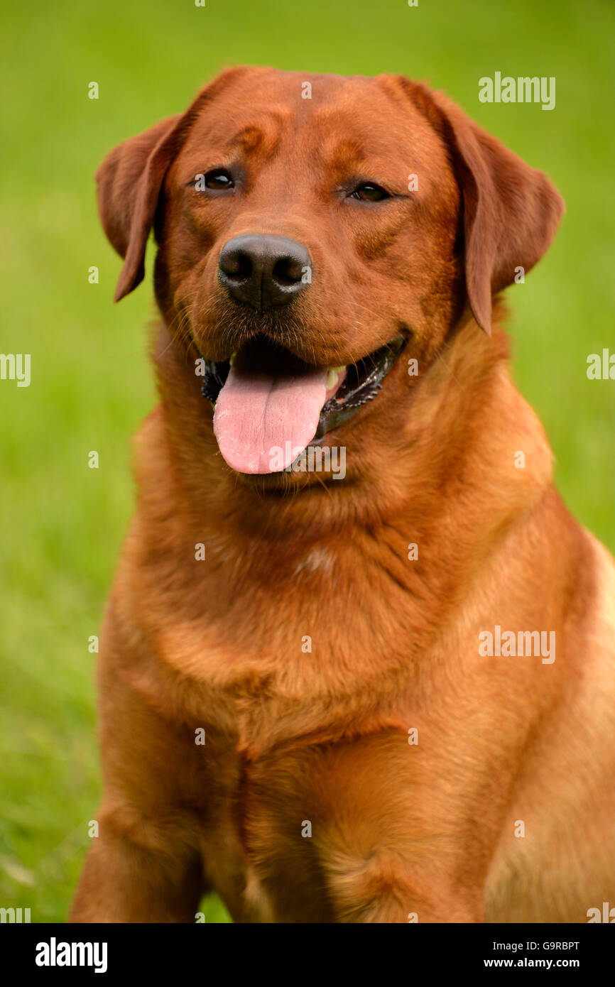Labrador Retriever Yellow Male Dog Adult Fox Red Stock Photo Alamy