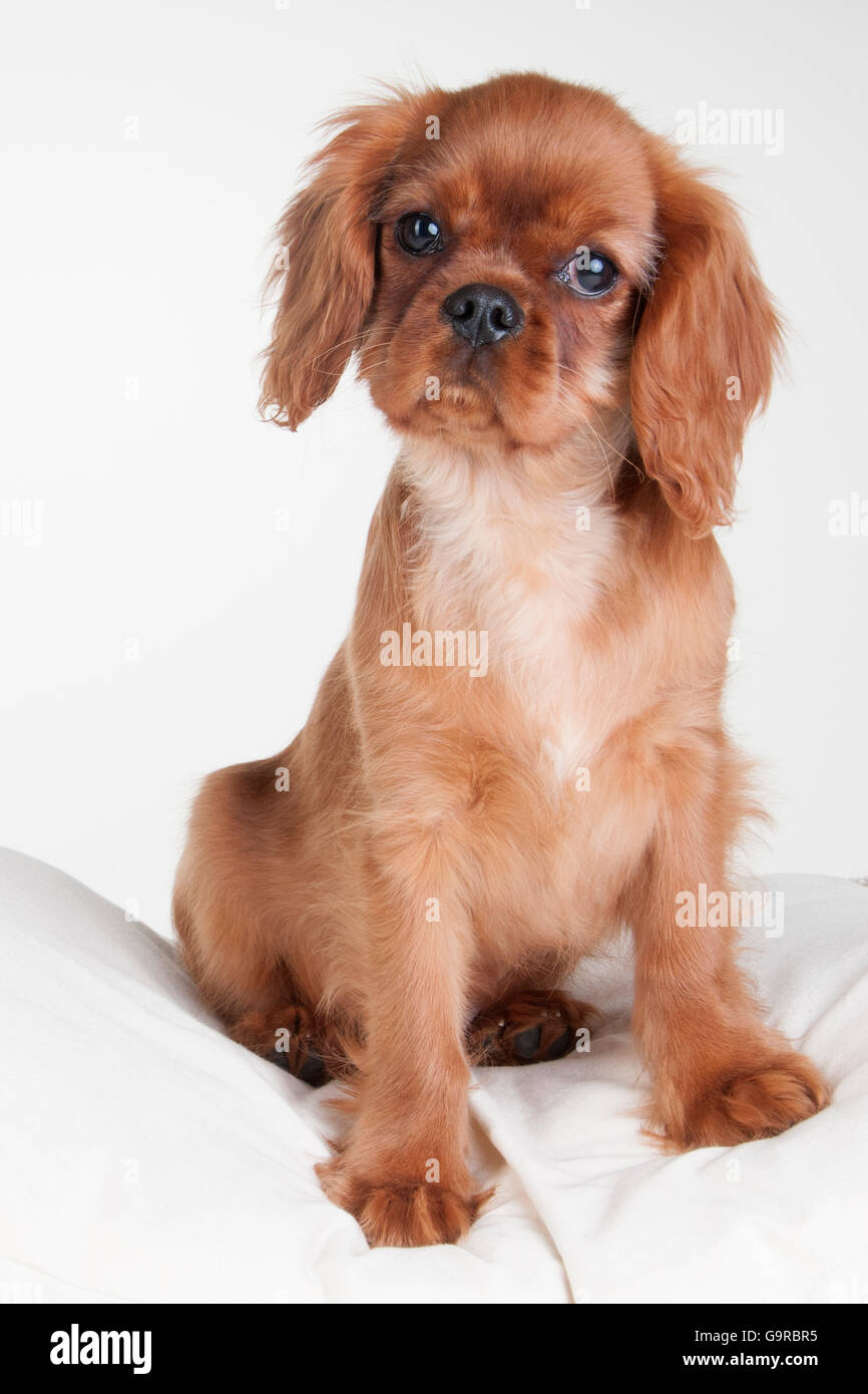 Cavalier King Charles Spaniel, male, ruby Stock Photo - Alamy