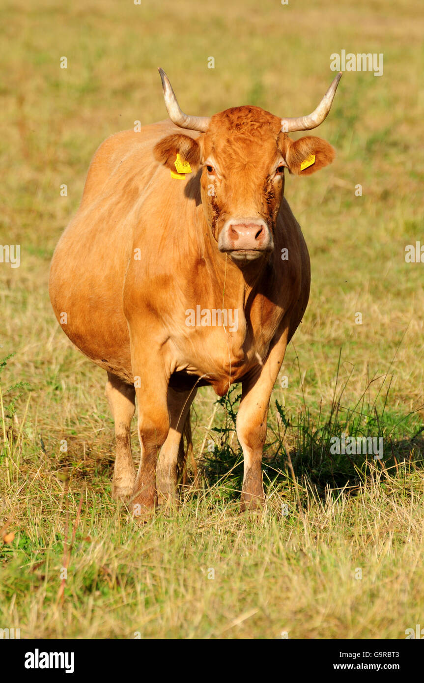 Pregnant cow hi-res stock photography and images - Alamy