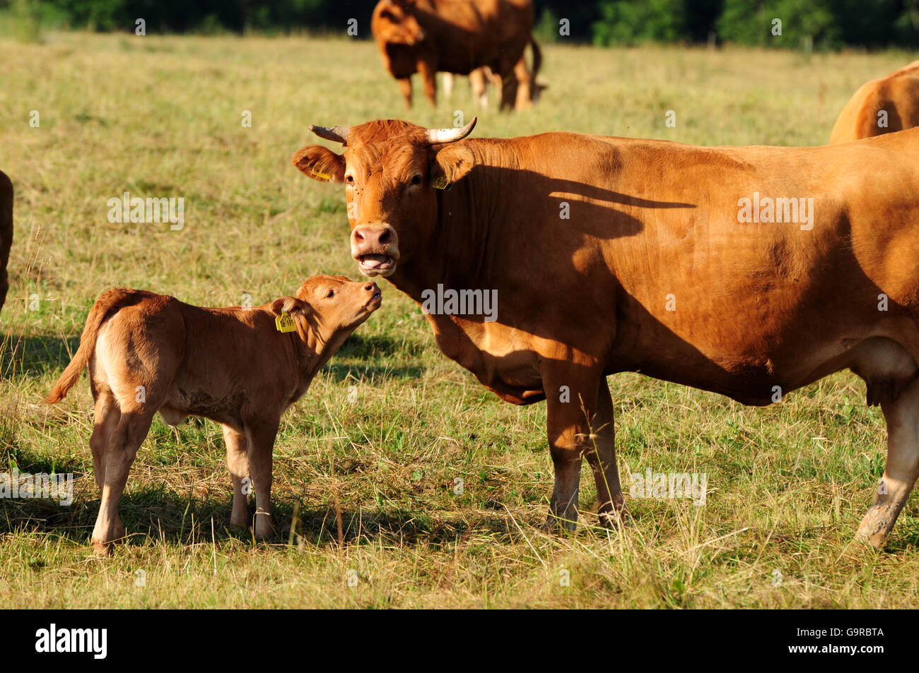 Limousin Cattle, cow with calf / suckler cow husbandry Stock Photo