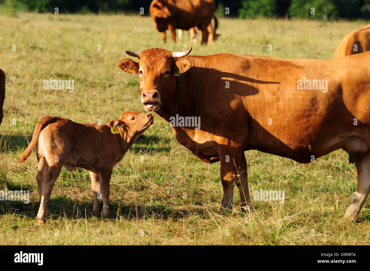 Limousin Cattle, cow with calf / suckler cow husbandry Stock Photo - Alamy