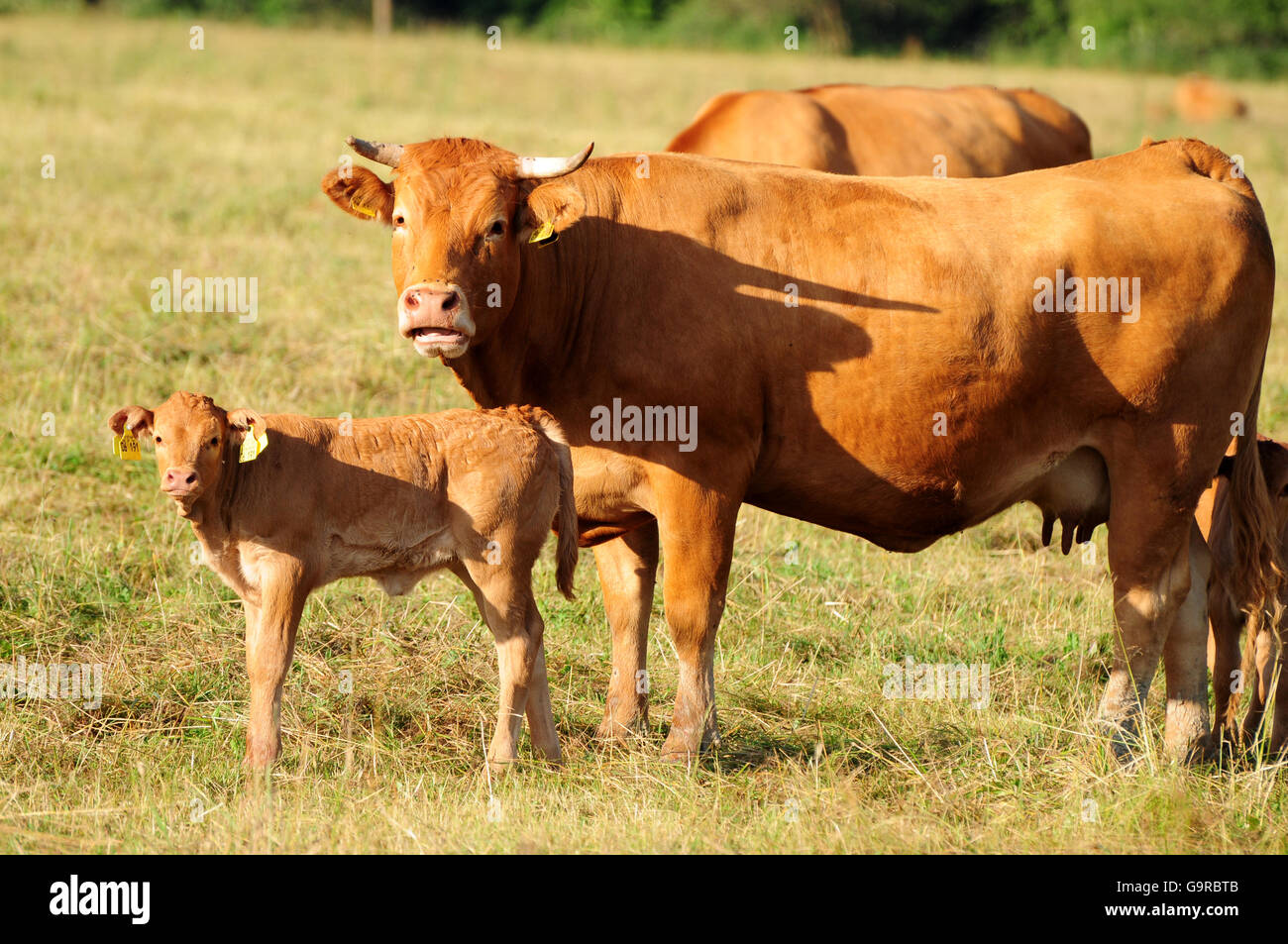 Limousin Cattle, cow with calf / suckler cow husbandry Stock Photo - Alamy