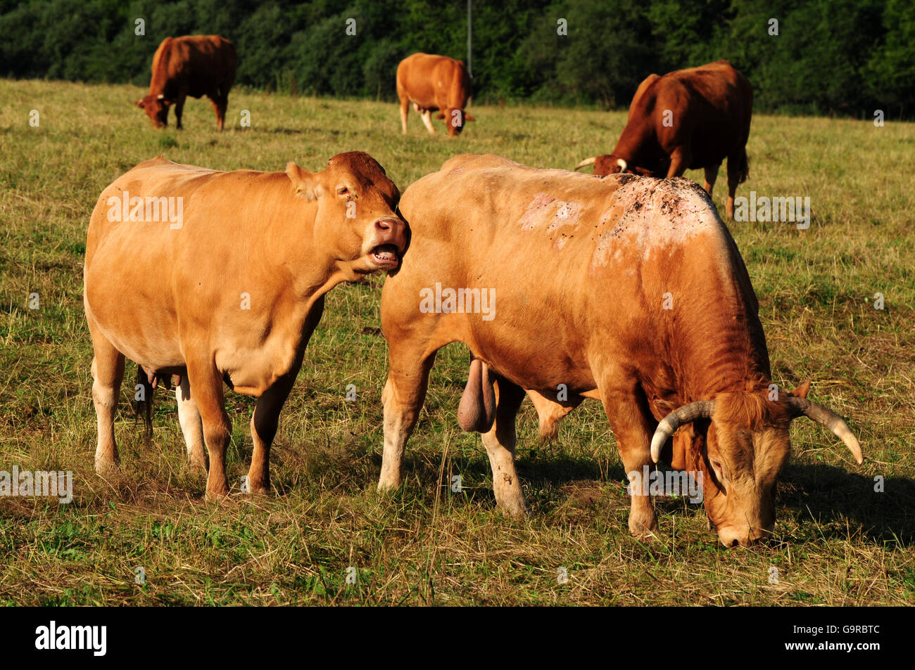 Limousin Cattle, cow and bull / suckler cow husbandry Stock Photo