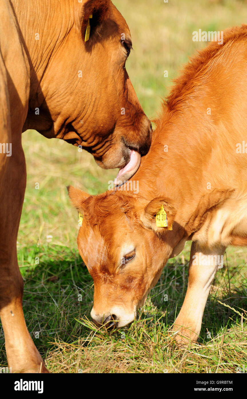 Limousin Cattle, cow with calf / suckler cow husbandry Stock Photo - Alamy