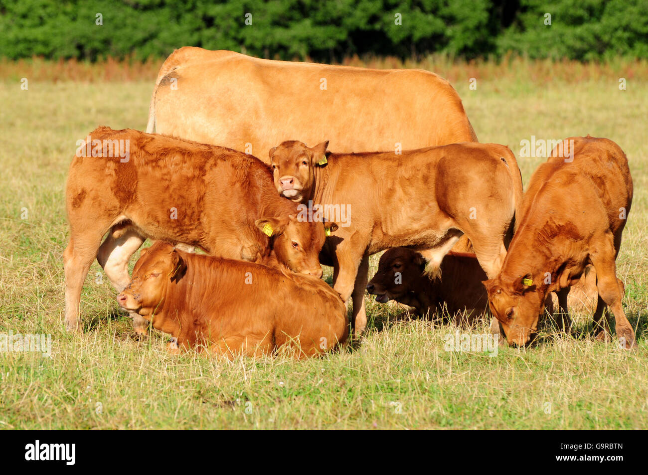 Limousin Cattle, calves / suckler cow husbandry Stock Photo