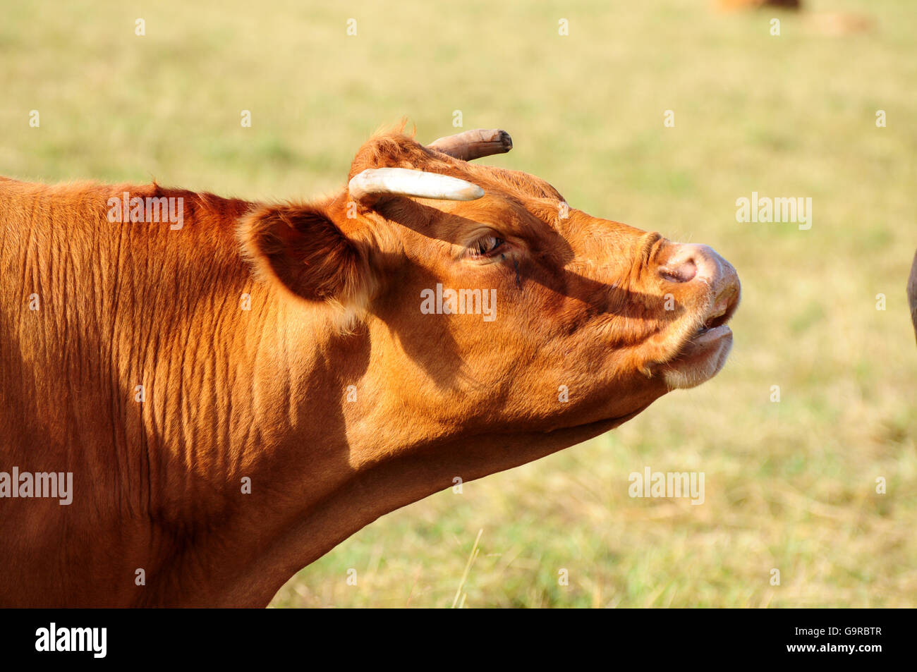 Limousin Cattle / suckler cow husbandry Stock Photo