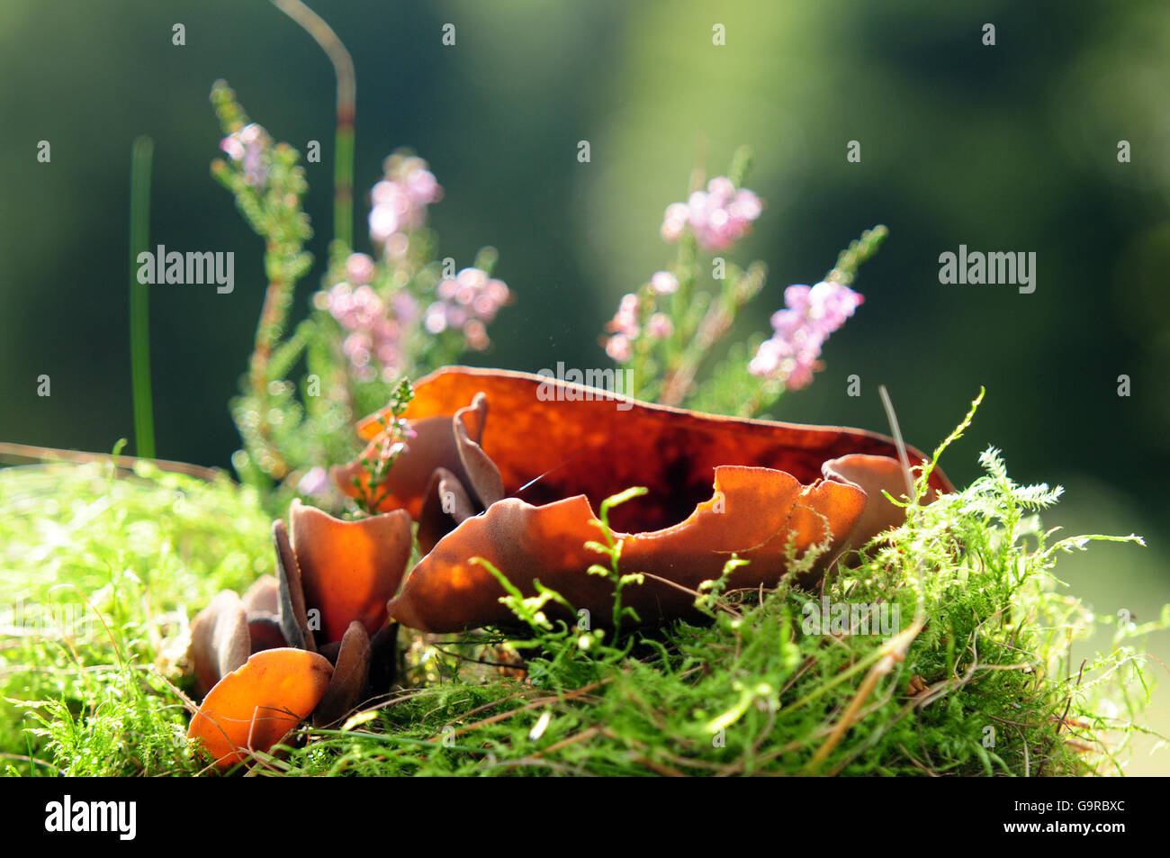 Bay Cup fungus (Peziza badia, fungus) Stock Photo