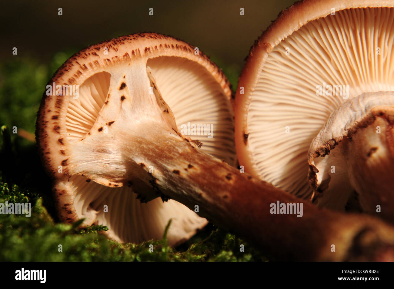 Honey fungus (Armillaria mellea) Stock Photo