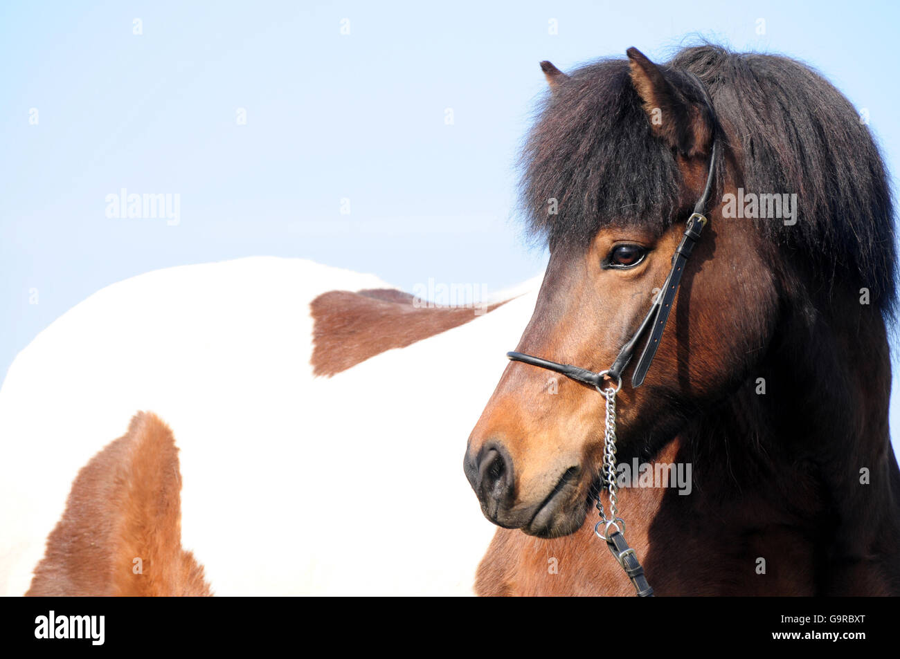 Icelandic Horse, mare, piebald Stock Photo