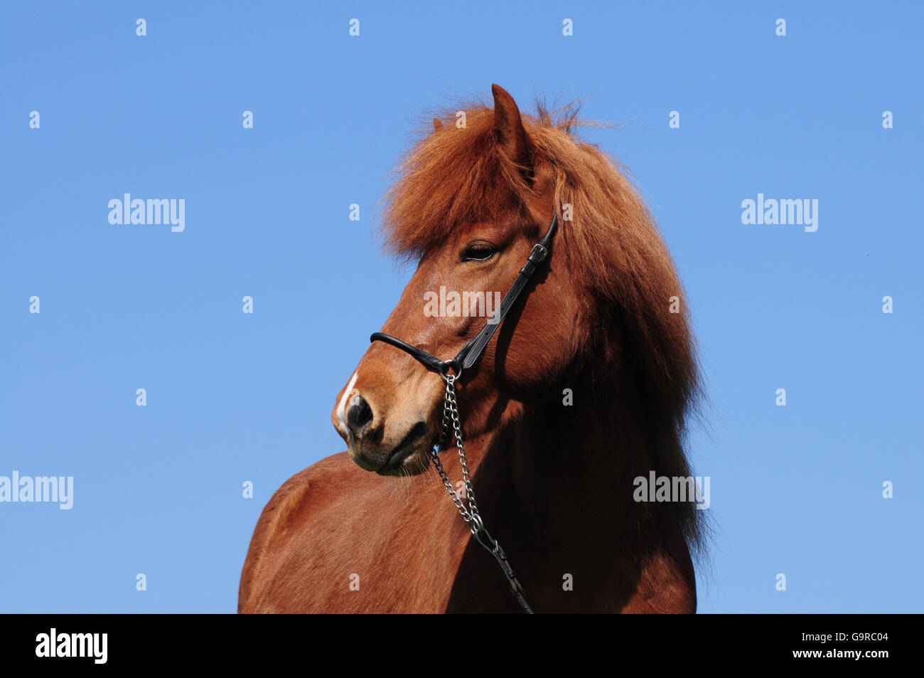 Icelandic Horse, mare, sorrel Stock Photo