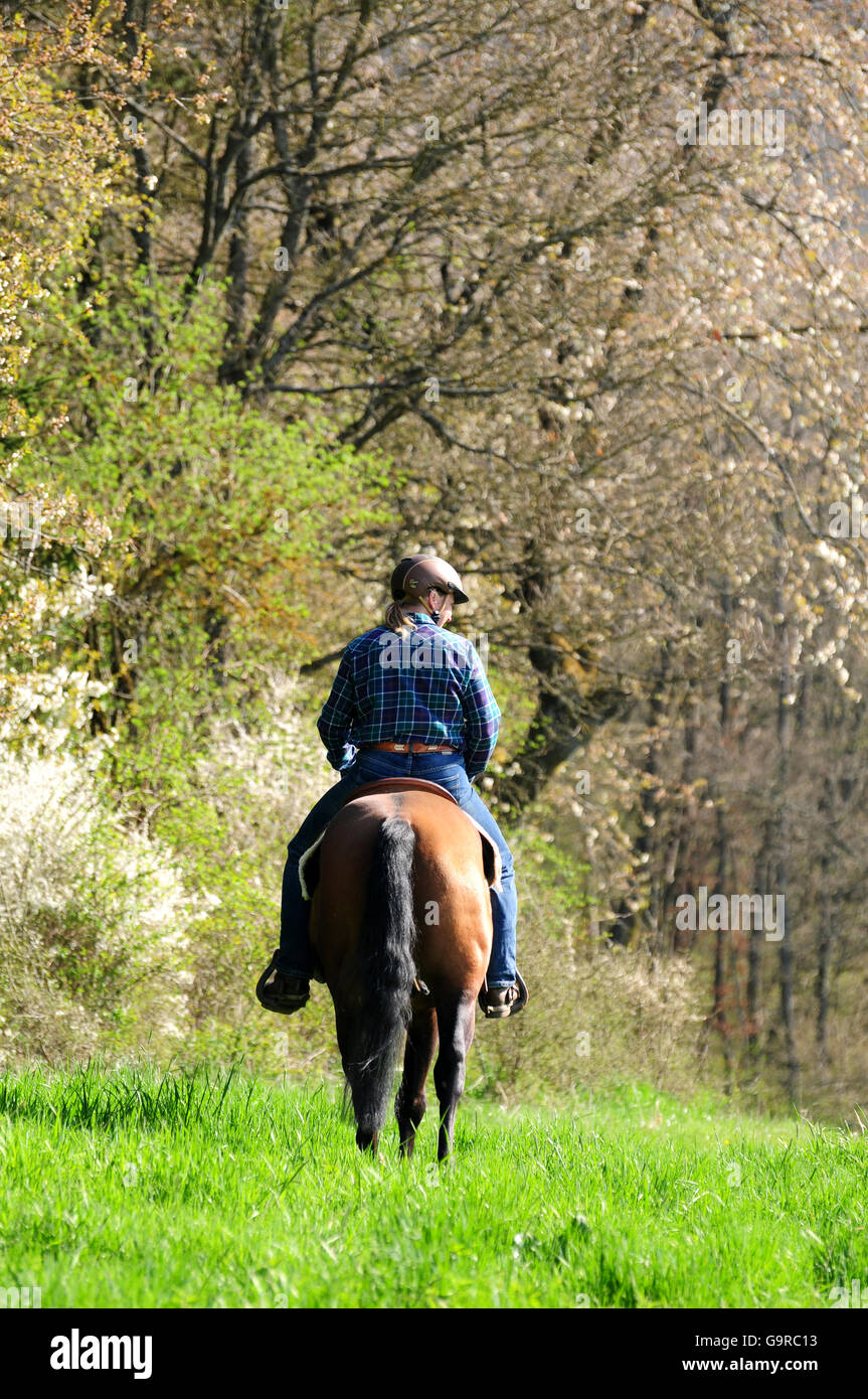 Rider with American Quarter Horse, stallion, bay Stock Photo