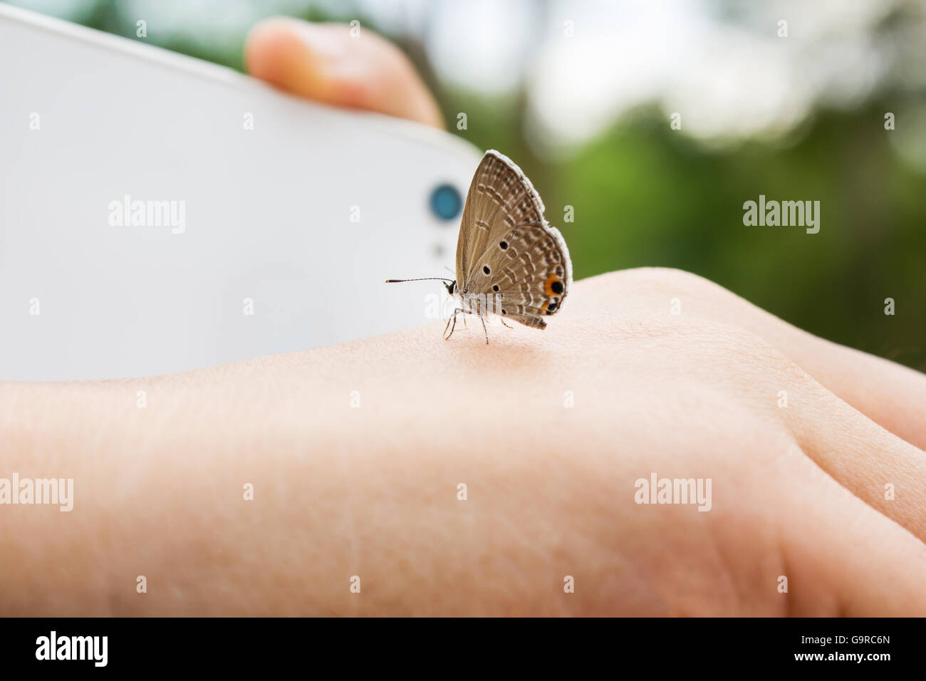Lovely butterfly suddenly catch hand with blurred smartphone and finger shooting photo at background, harmony nature creature wi Stock Photo
